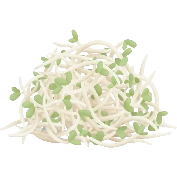 alfalfa sprouts