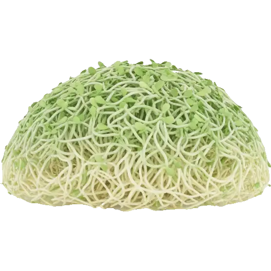 alfalfa