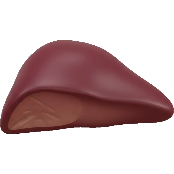 beef liver