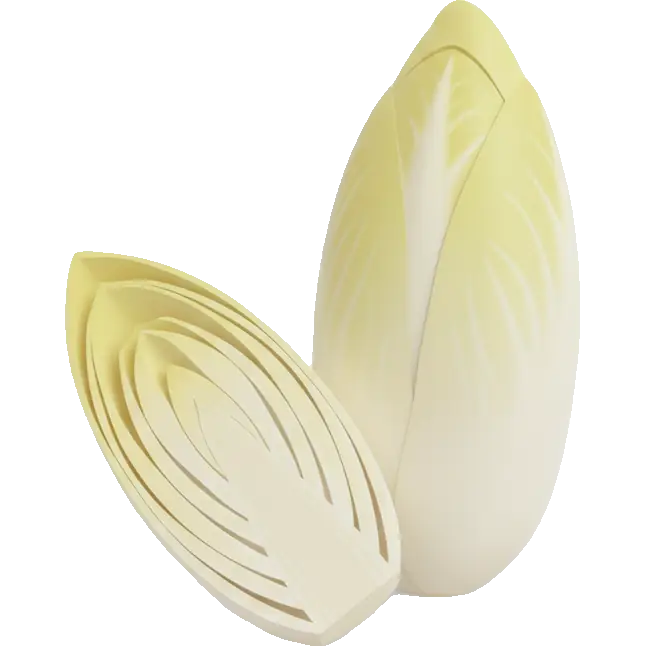 belgian endive