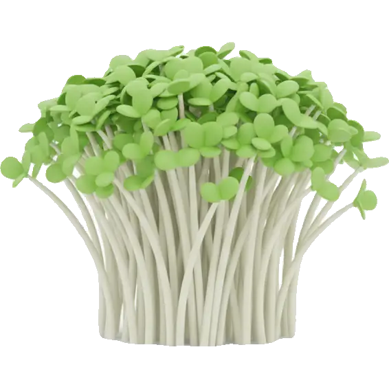 broccoli sprouts