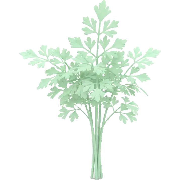chervil