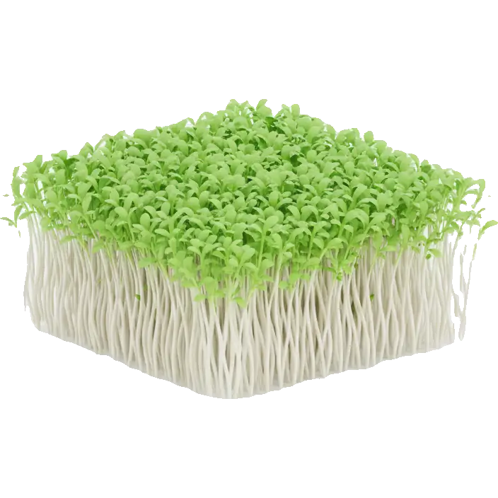 cress seed