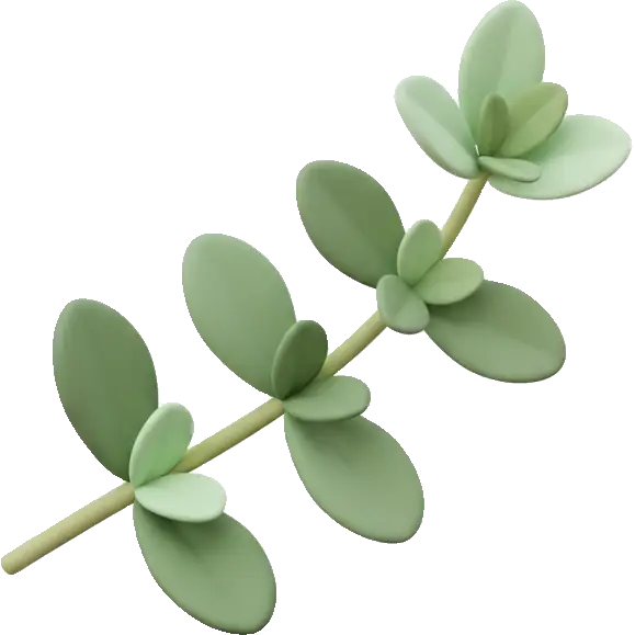 marjoram