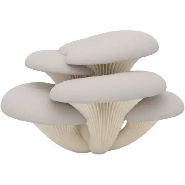 oyster mushroom
