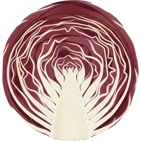radicchio