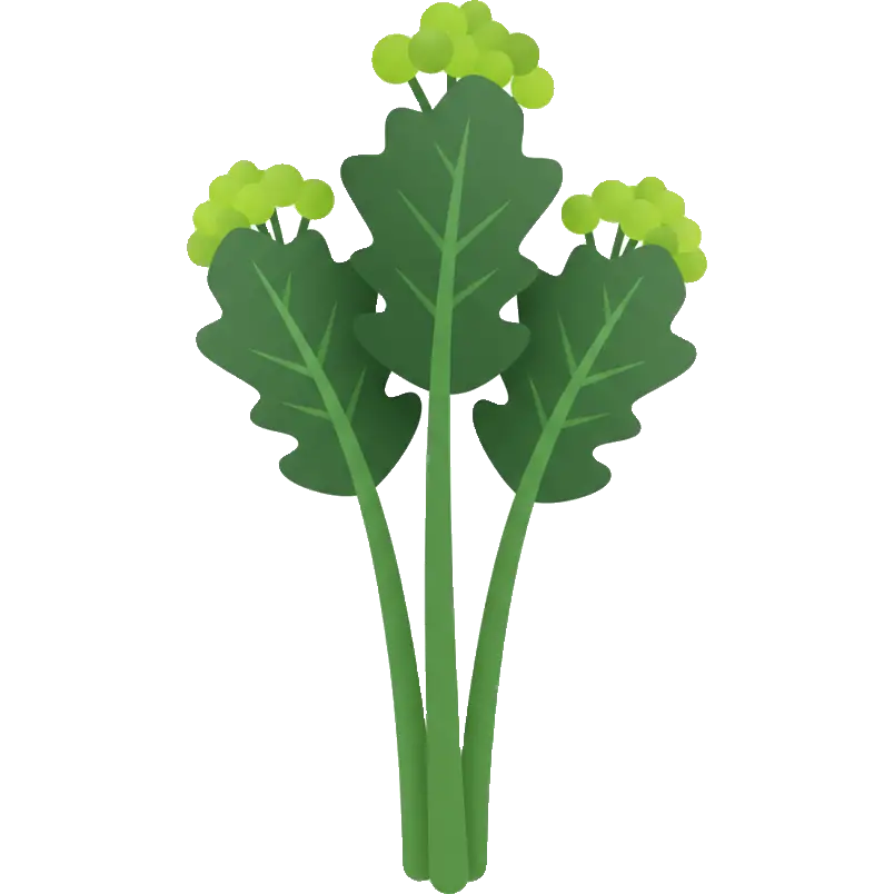 rapini