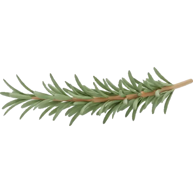 rosemary