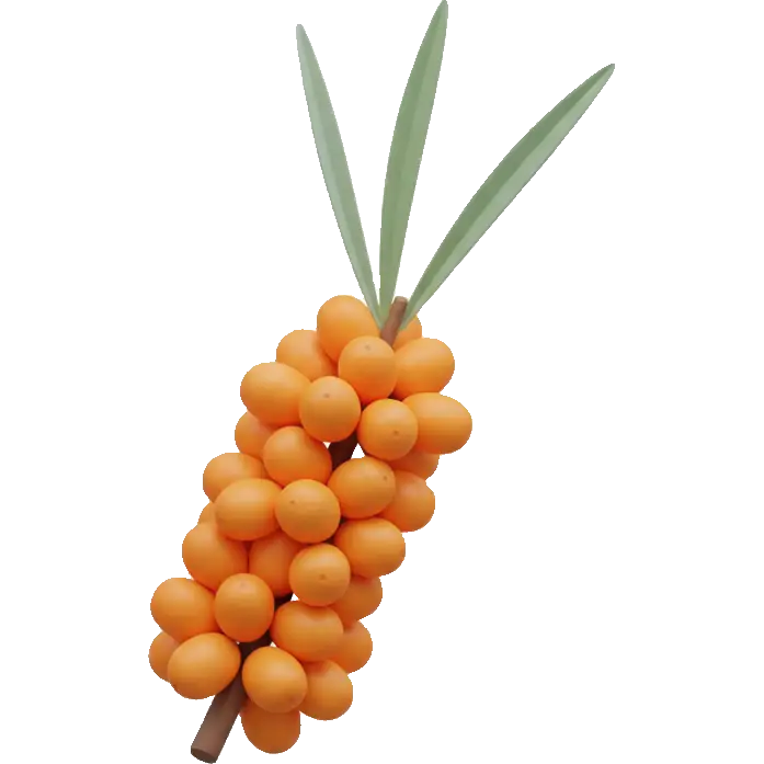 sea buckthorn