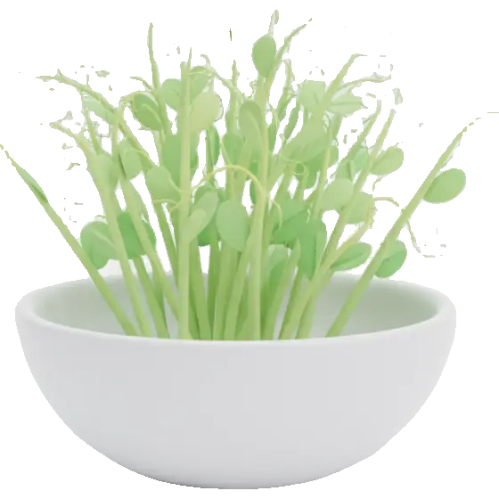 snow pea shoots