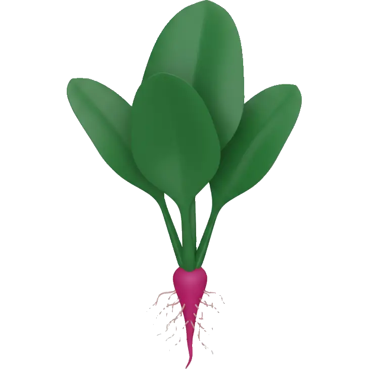 spinach root