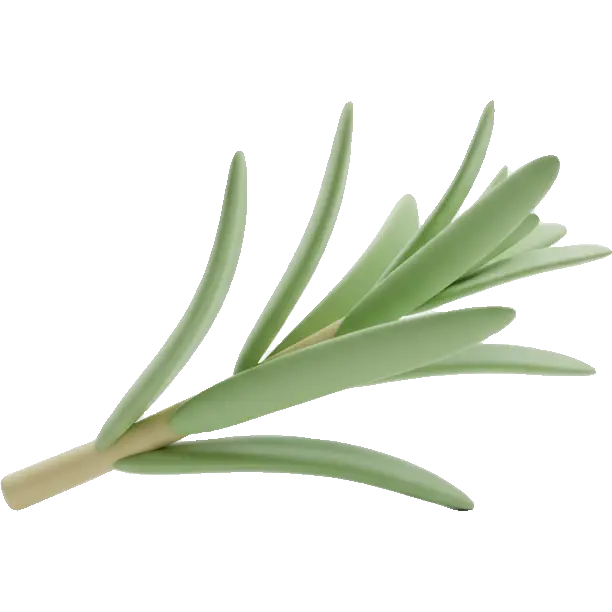 tarragon