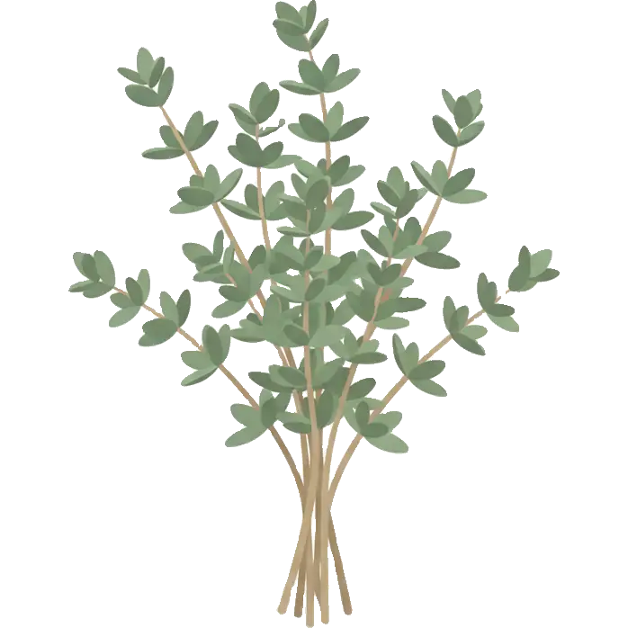 thyme