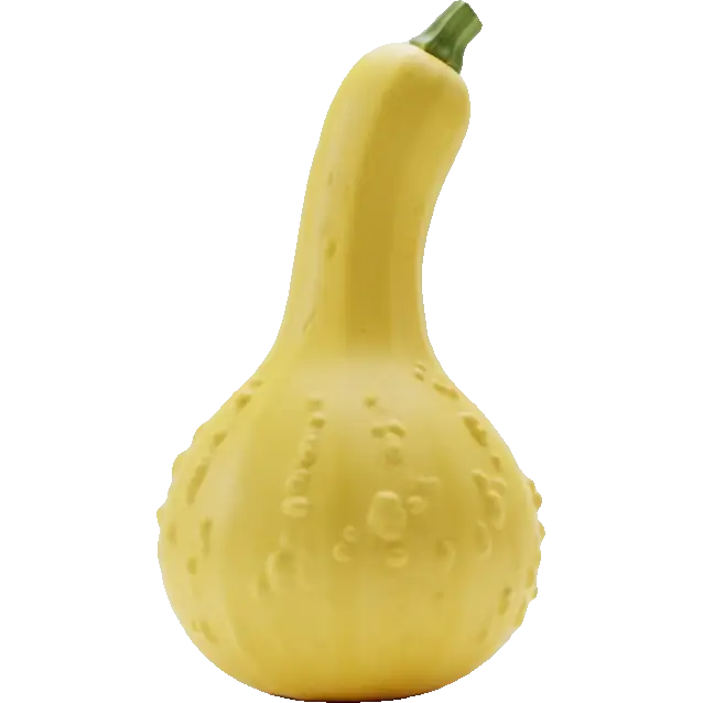 yellow crookneck squash
